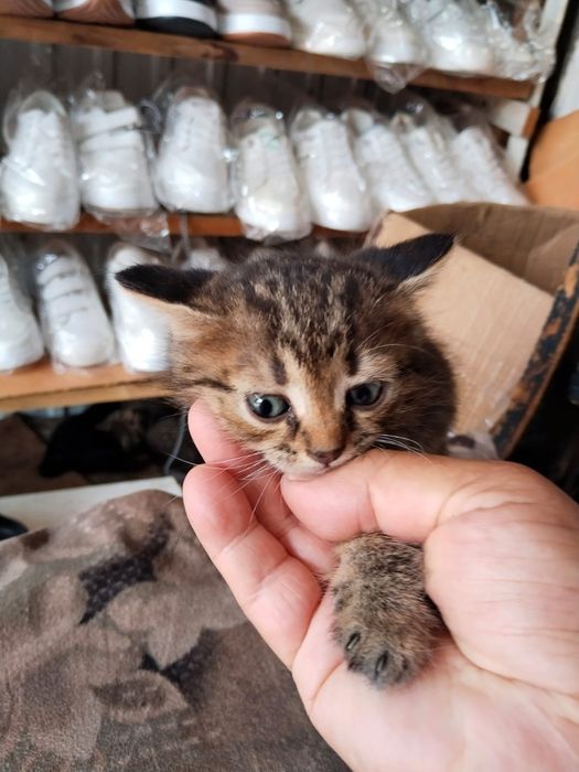 Отдам котят в хорошие руки