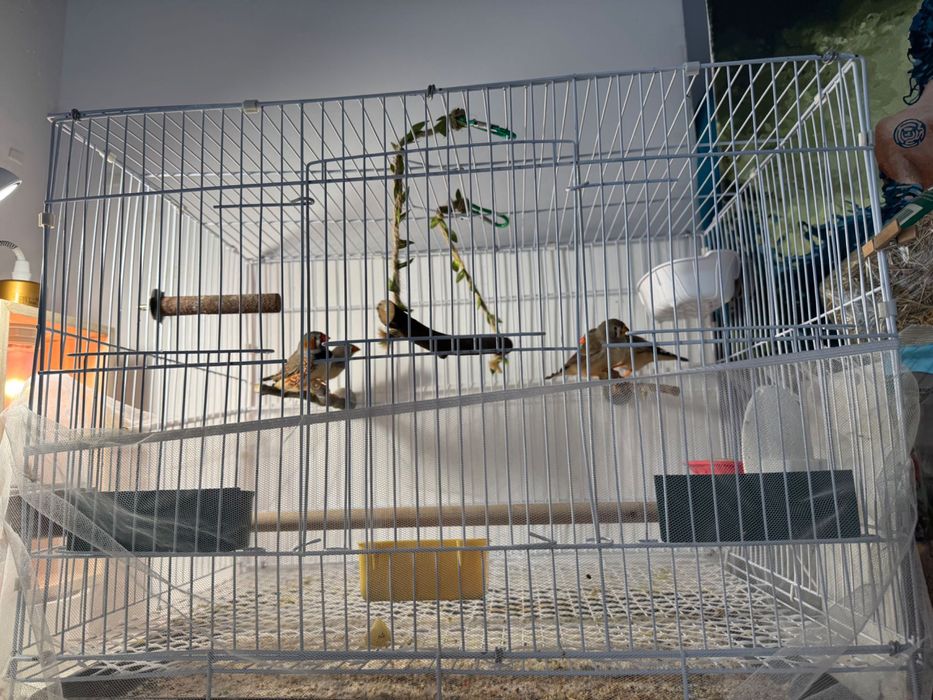 Colivia pentru păsări