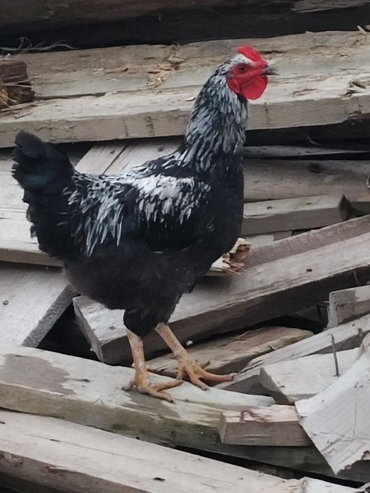 Петухи . 3 шт бар