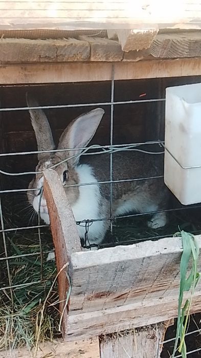 Vând iepuri o pereche de alb pannon de 5 luni și un iepuroi de hicole francez