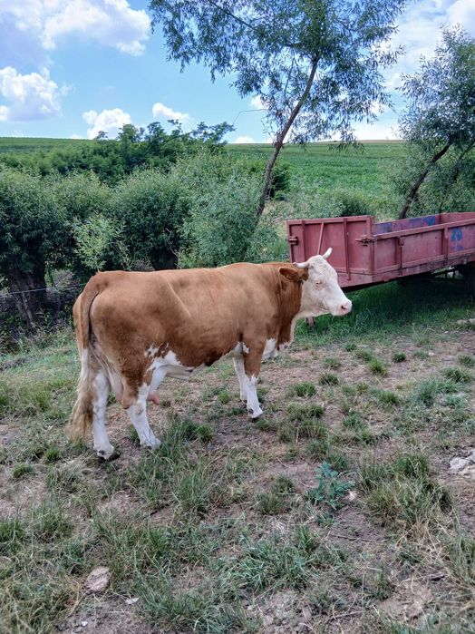 Vaca de vânzare