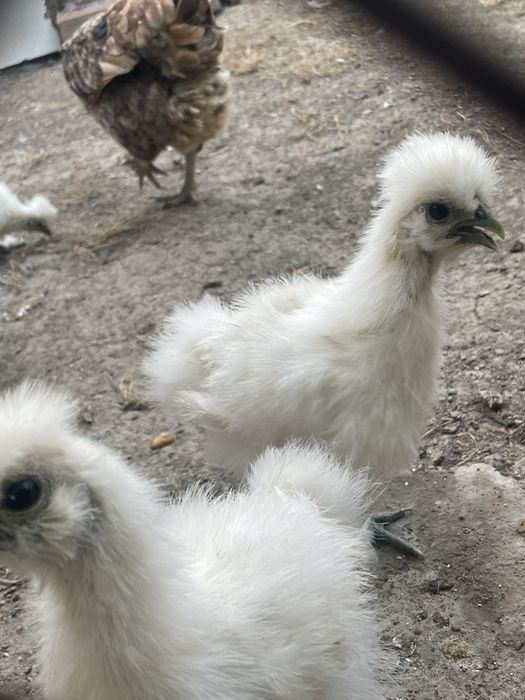 Бели Копринки