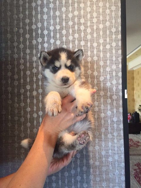 голубоглазая красотка