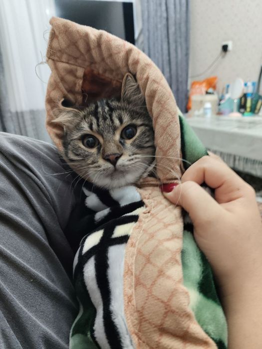 Кот и кошка в добрые руки