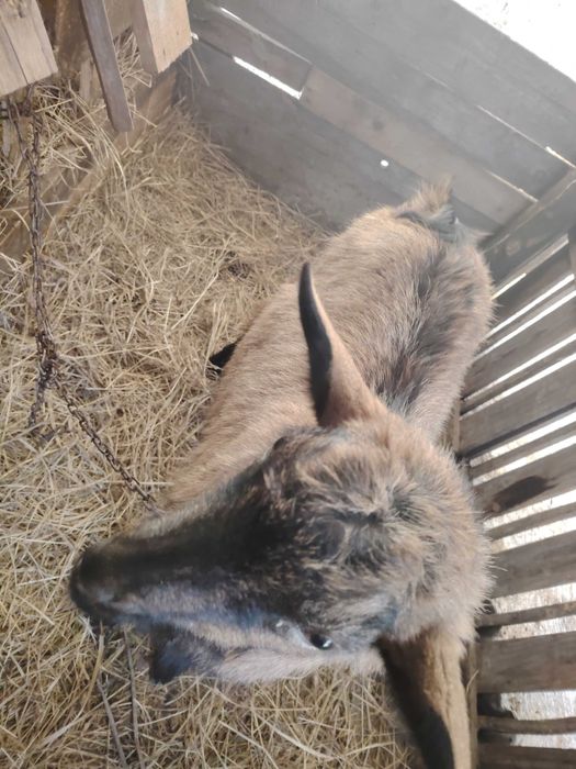 Dau la schimb tap. Pe. Lat tap. Sau al vând