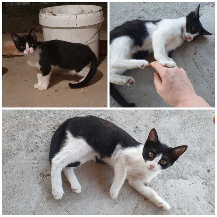 Малки котета – различни шарки