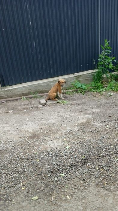 Собака со щенками ищут дом и хозяев