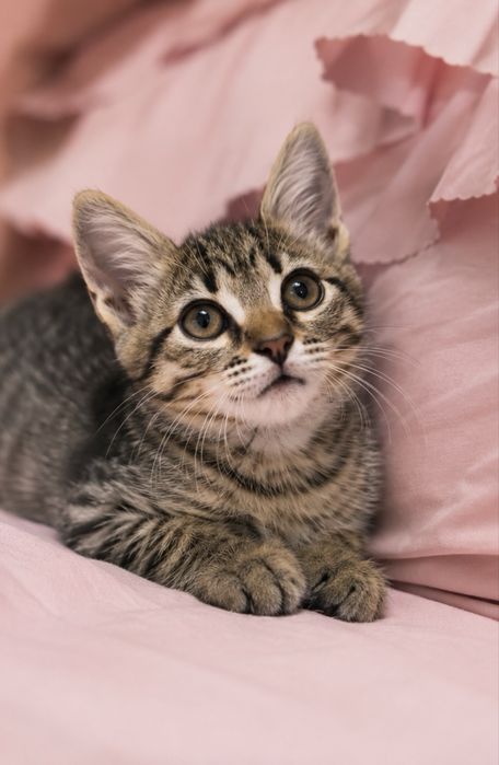 Котенок мальчик 2 месяца