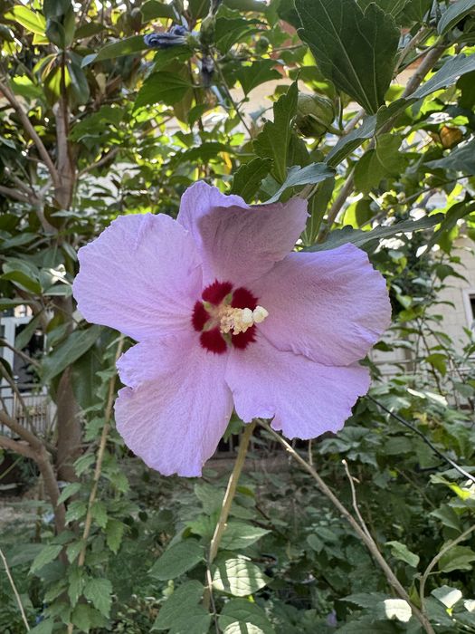 Гибискус гул дарахт