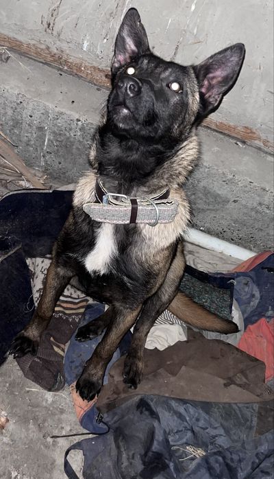 Malinua Belgiya afcharka