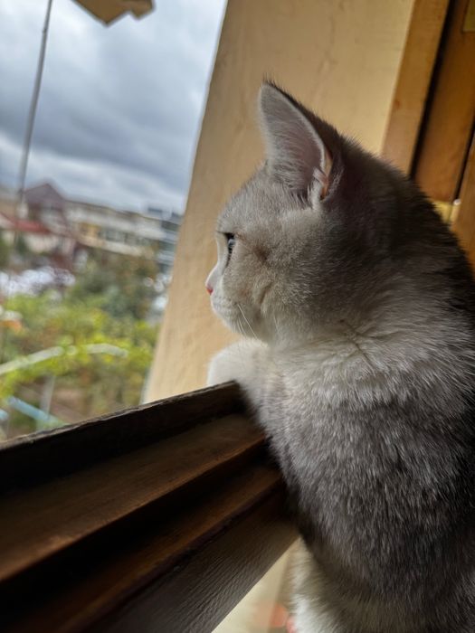 Mushuk sotiladi srochna!!! 100$