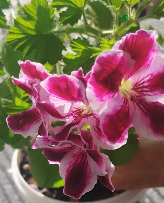 Герань продам в горшочке