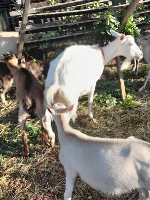 Capre Saannen de vânzare