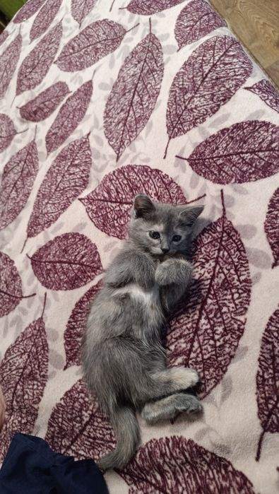 Кошечки в добрые руки