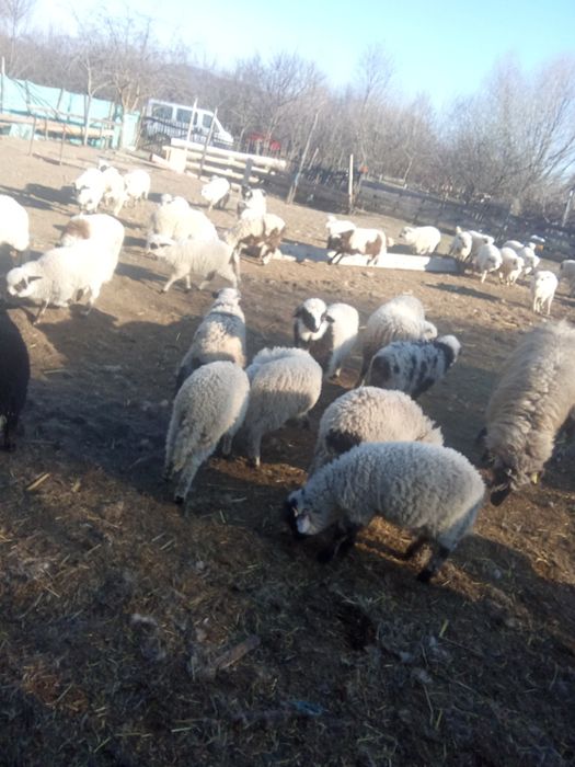 Vând 300 de oi cu miei