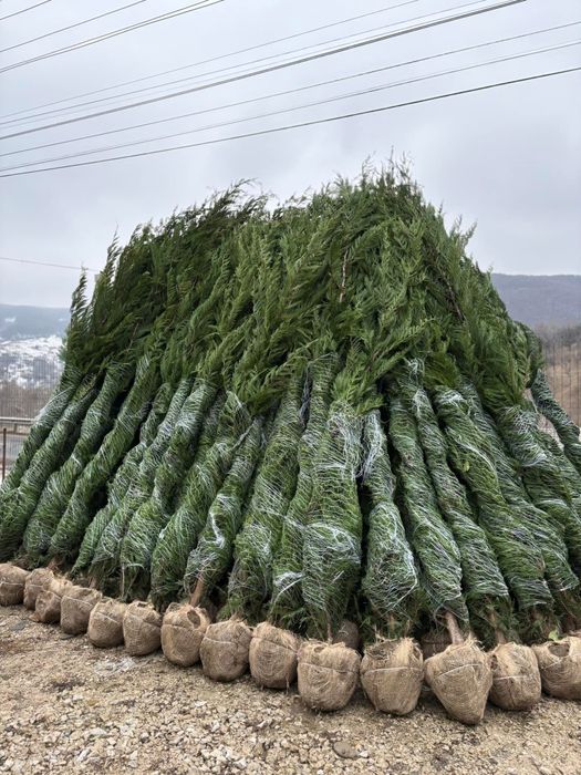 Plante naturale ornamentale pentru gradina ta