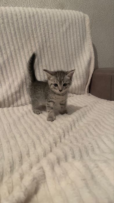 Отдам в добрые руки маленьнких котят