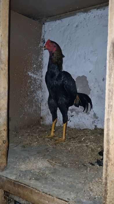 Qareya jujala sotladi