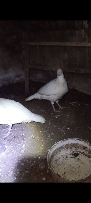 Продам индюшек белых