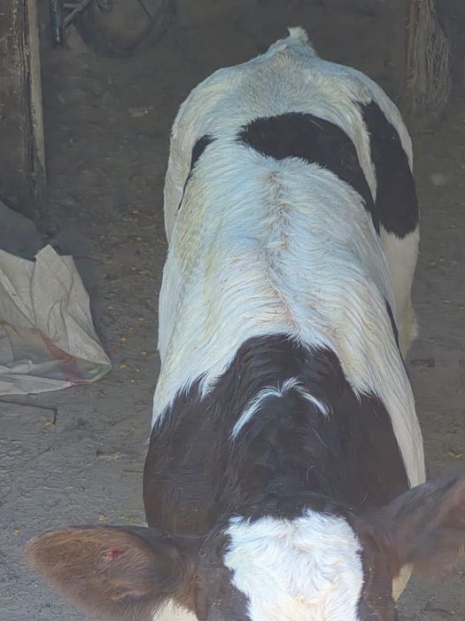 vand un tauras belgian