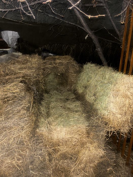 Шөп тюк жоңашқа