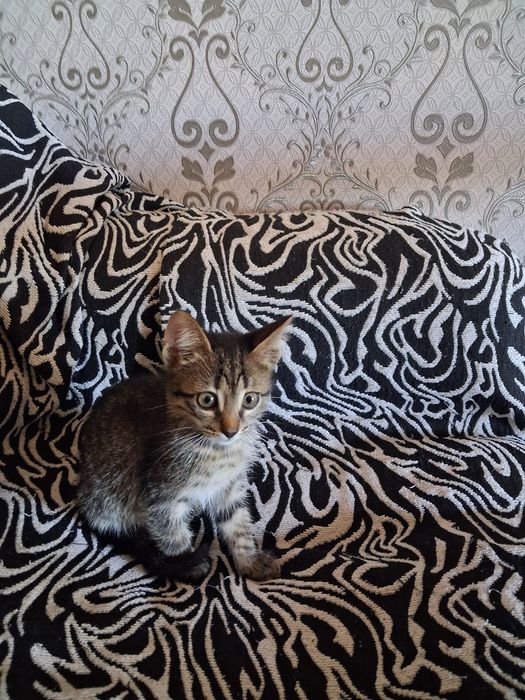 Котенок в добрые руки