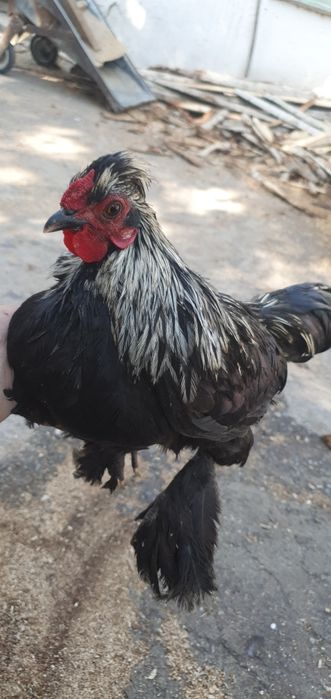 Японча товукчаси