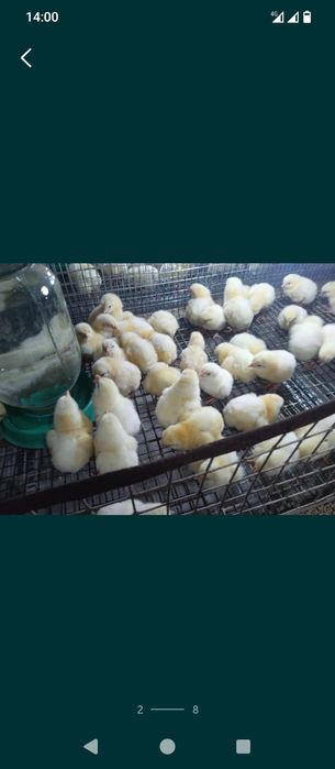 Цыплята бройлер КОББ500