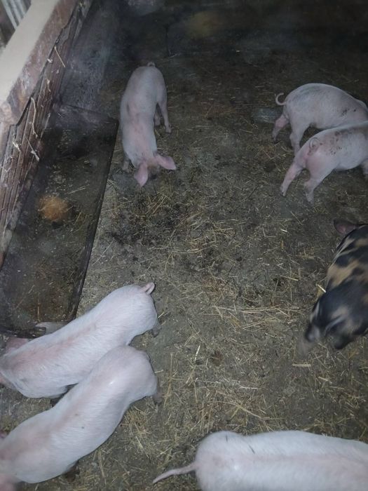 Продавам малки прасенца