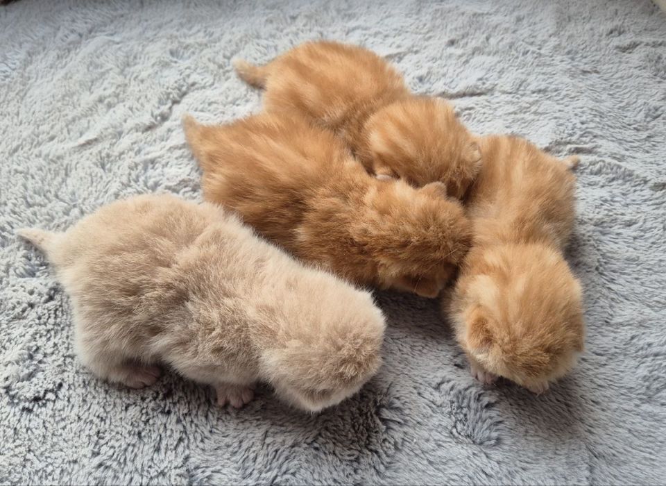 Британские котята