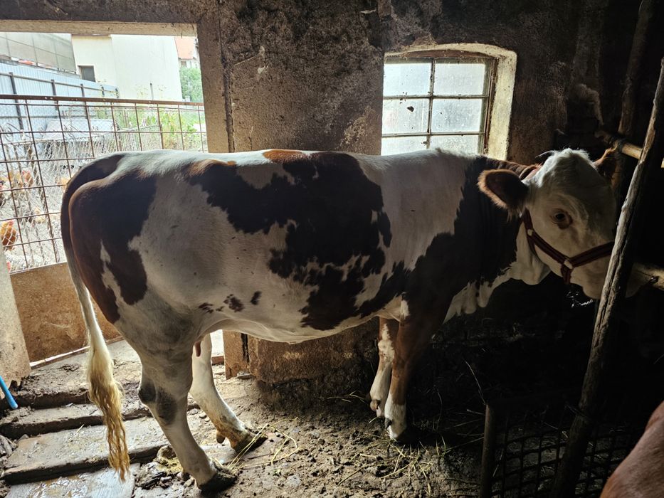 De vânzare junincă Bălțată Românească