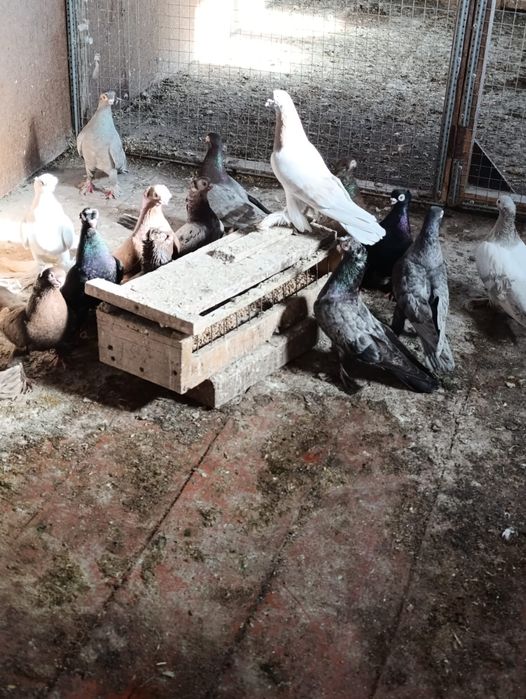 Продаю голубей 15000