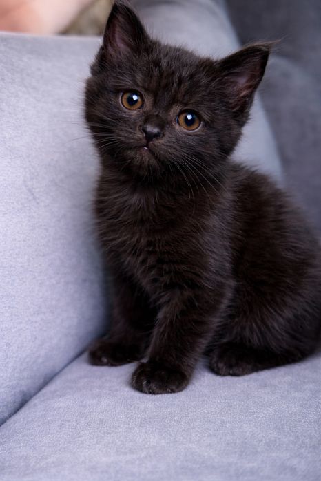 Отдам его Даром.