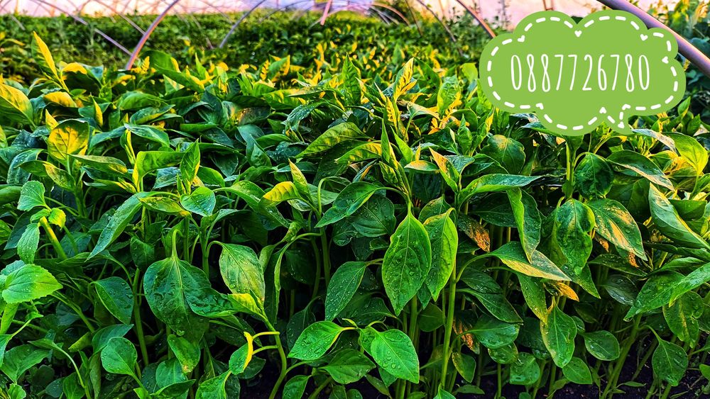 Готов разсад ранни домати краставици ягоди