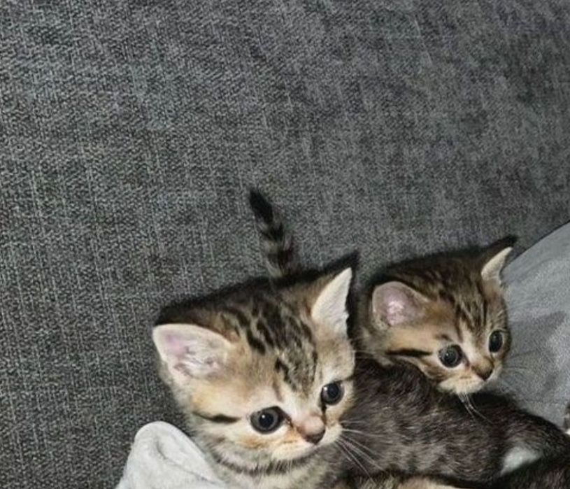 Шотдандские  прямоухие, мальчики и девочки