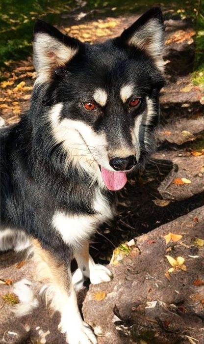 Пёс ищет дом! Алматы