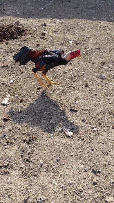 Дакан молодой петух