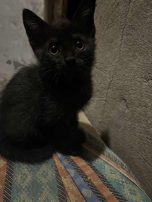 отдам котят, мальчики, им 1 месяц