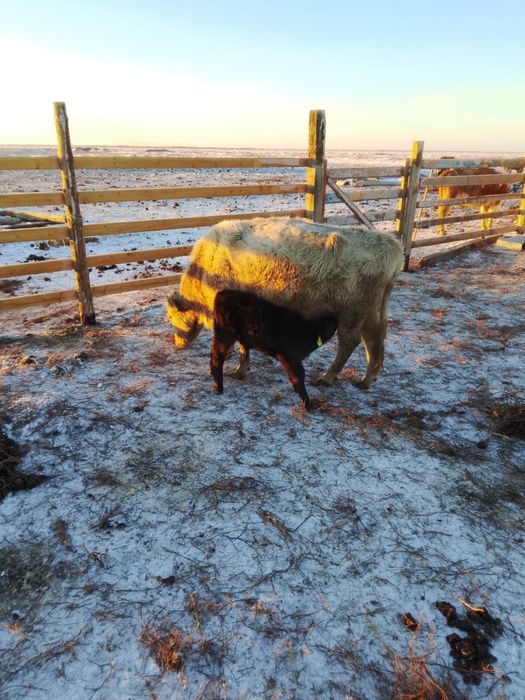 Бұзаулы сиырлар сатылады.