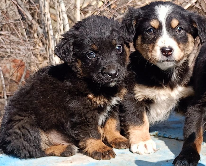 Продаются щенки!