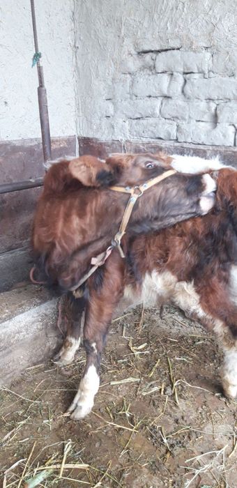 Qishloq xoʻjaligi mollari