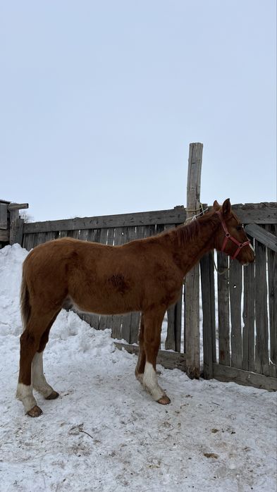 Дончак 10ай жабағы сатлады