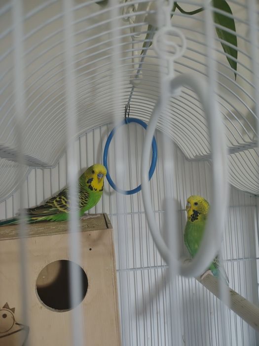 Schimb pereche peruși