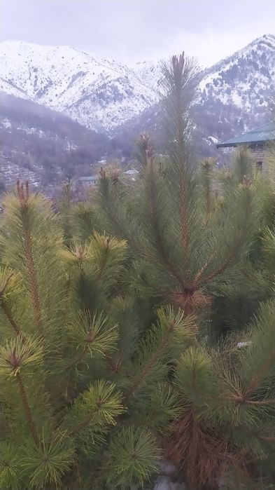 Крим сосналари сотилади