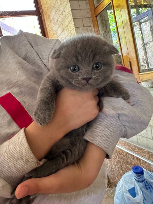 Котята Британская шиншилла