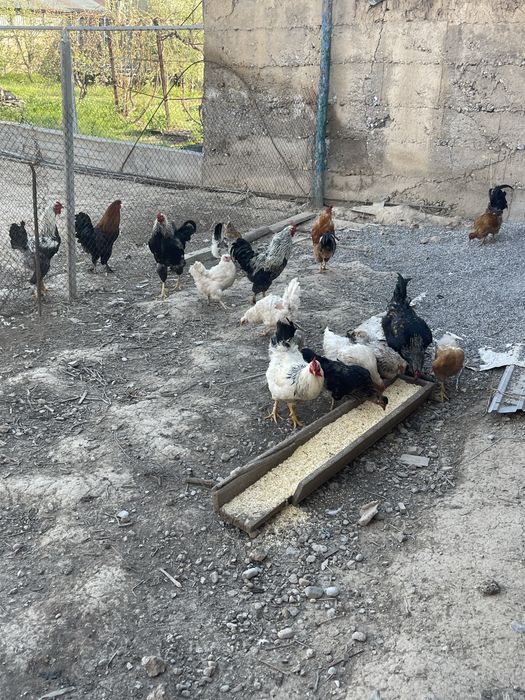 Продается куры домашний