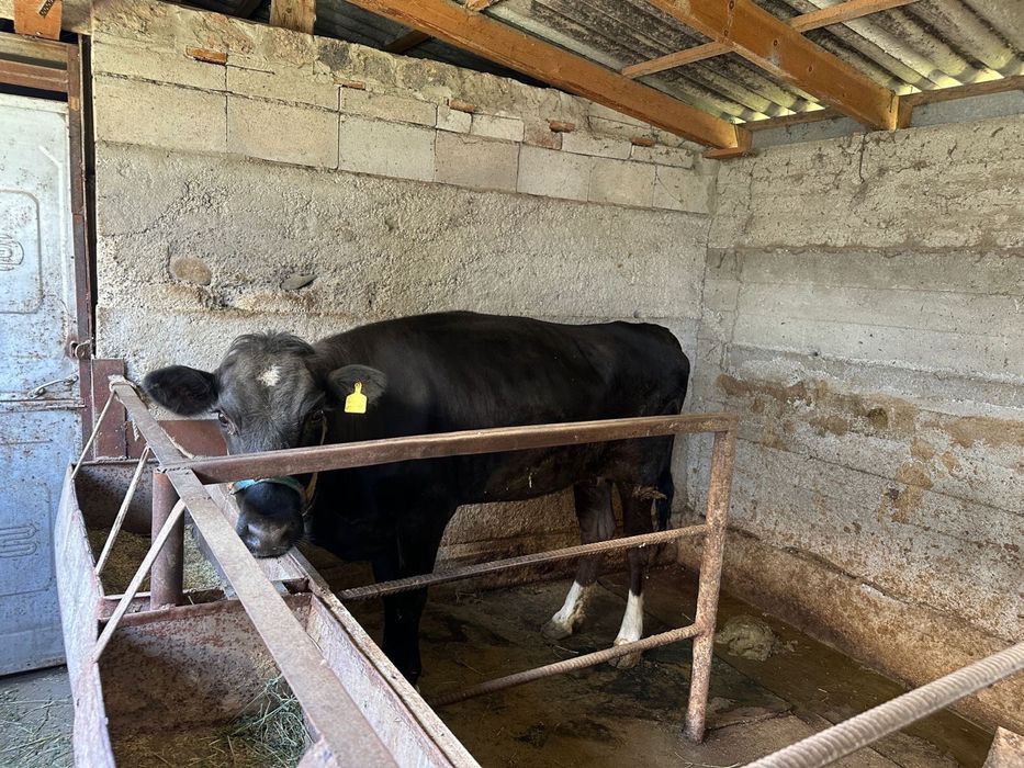 Сиыр Дөнежін сатылады