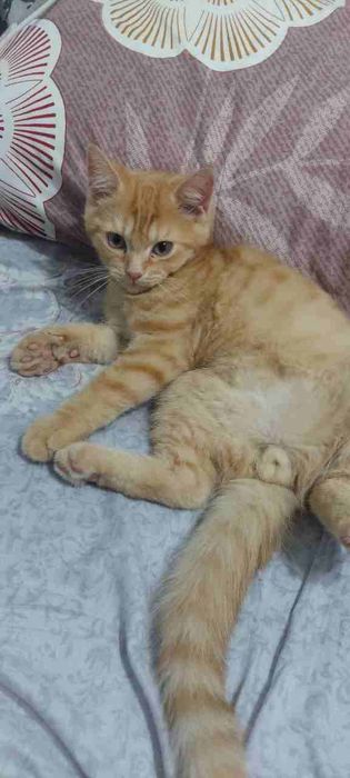 Мушукча сотилади 1 дона