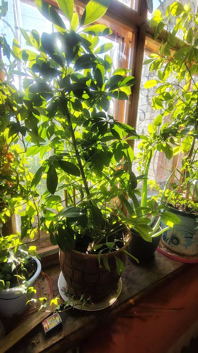 Шефлера, пеларгония и мандарин