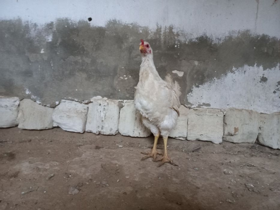 Атештер сатылады